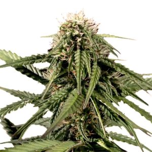 haze-feminized-marijuana-seeds_1.jpg