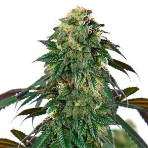 lava-cake-feminized-seeds.jpg