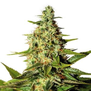 night-nurse-feminized-cannabis-seeds_3.jpg