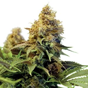northern-lights-xtrm-regular-seeds.jpg