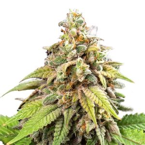 pixie-dust-feminized-cannabis-seeds_3.jpg