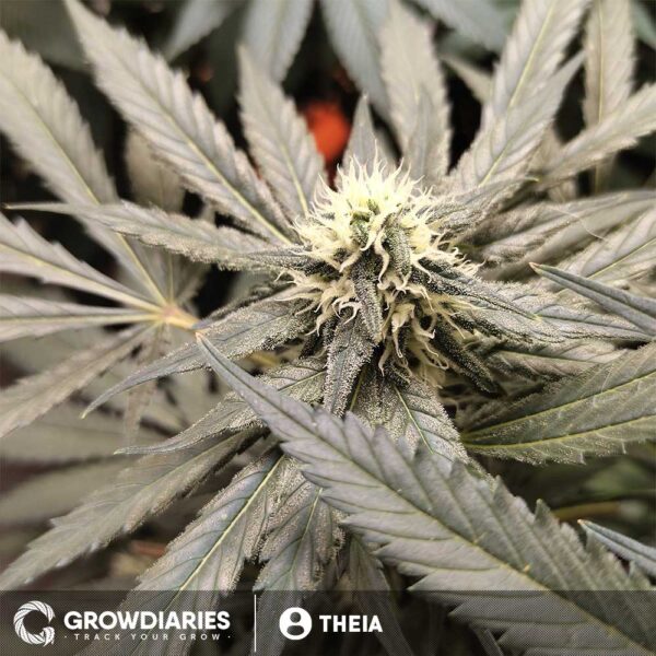 Black Domina Feminized Seeds - Image 3