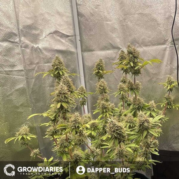 MOAB - Mother of All Buds ® Feminized Seeds - Image 3