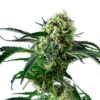 Big Black Indica Feminized Seeds