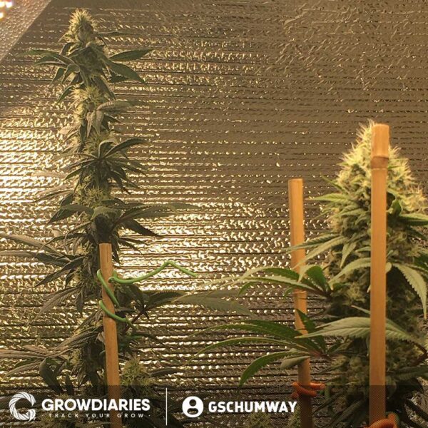 Blue Dream XTRM ® Feminized Seeds - Image 7