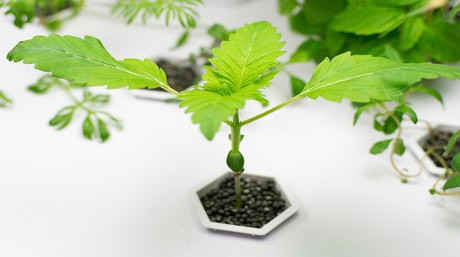 Hydroponically Marijuana