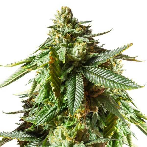 Jack O'Lantern Feminized Seeds - Image 3
