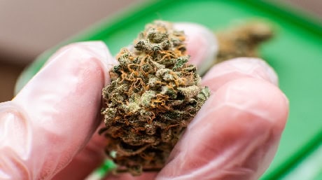 dry marijuana buds Marijuana dry buds