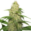 Narco Feminized Seeds