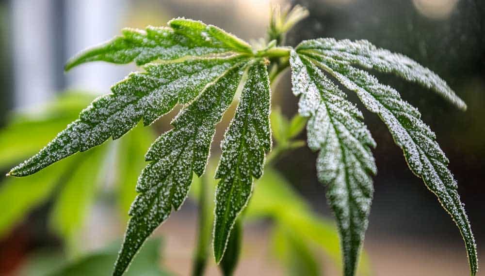 Close-up showing how to get rid of powdery mildew on cannabis plants, with infected cannabis leaves covered in white fungal spots. 