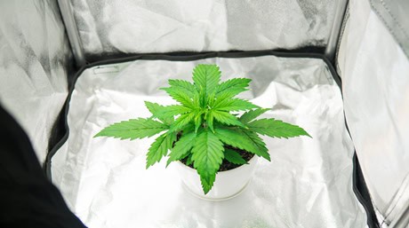 enhancing cannabis yield reflective materials